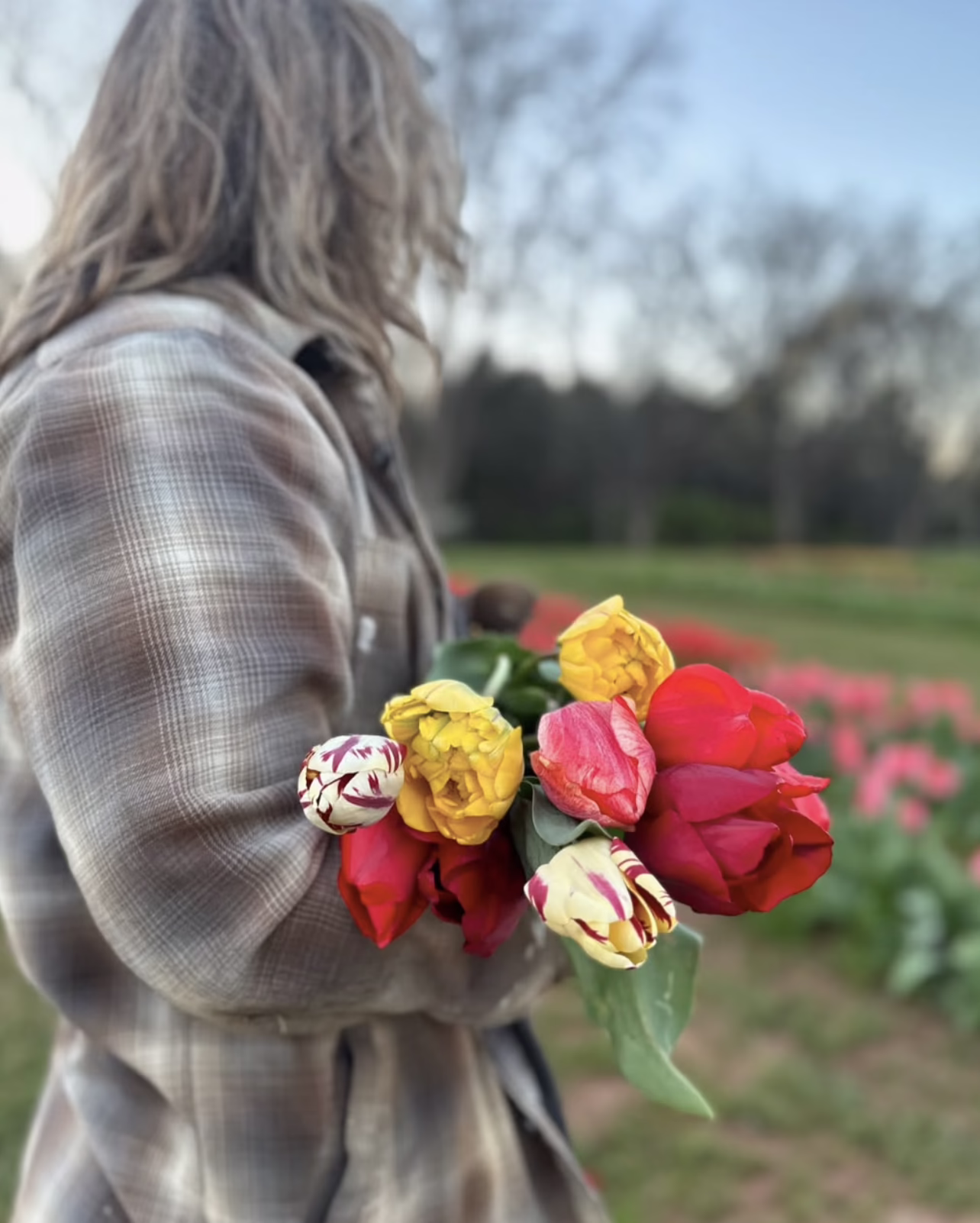 Tulips